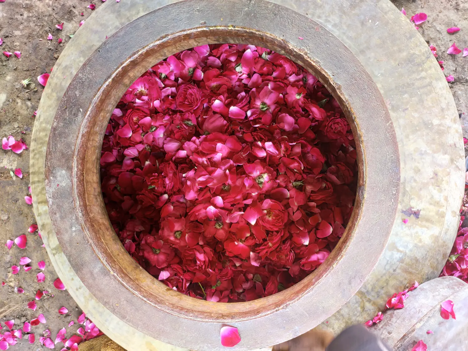 Copper deg still brimming with fresh rose petals before distillation