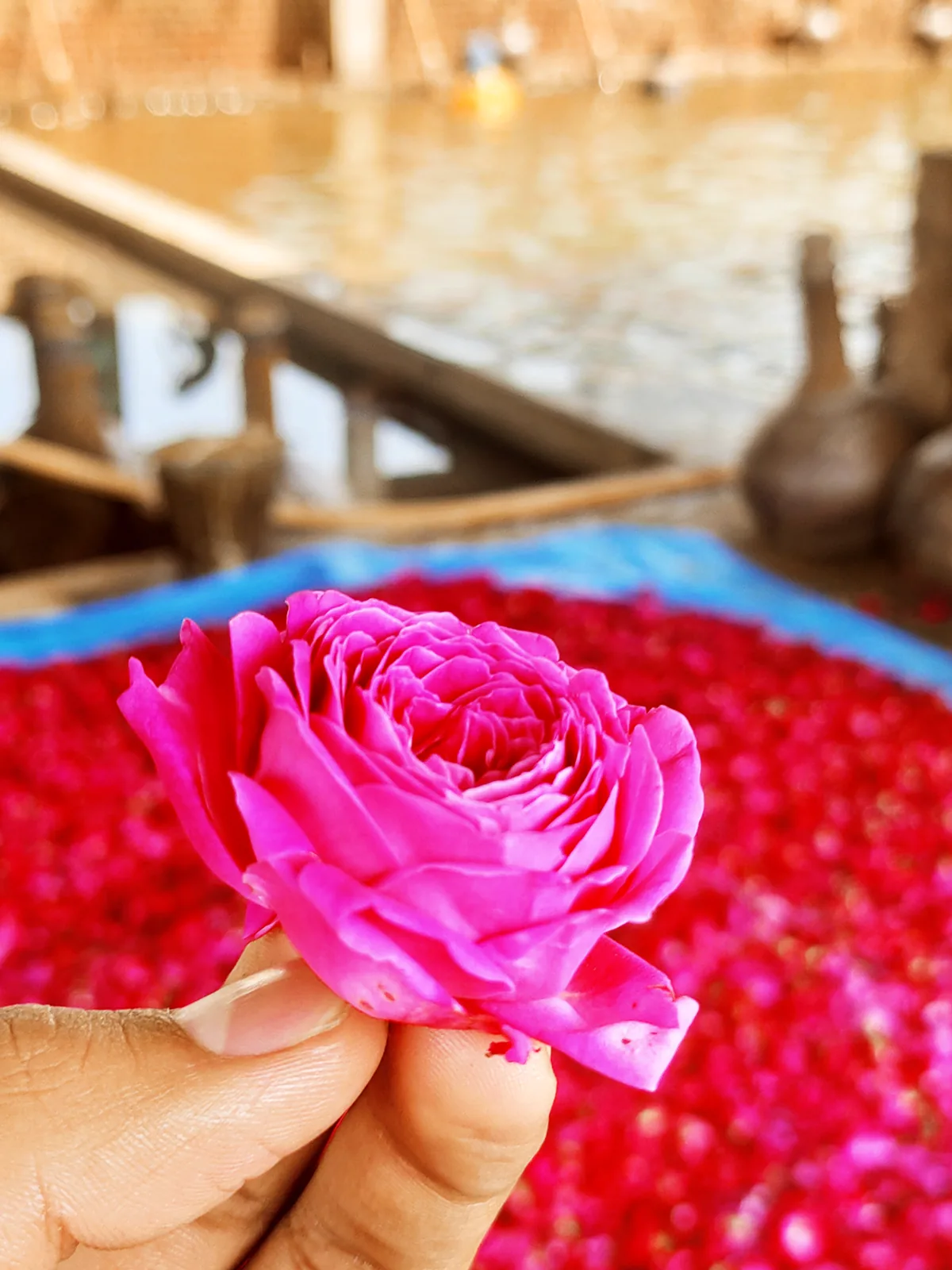 A freshly picked rose held above a bed of petals at the distillery