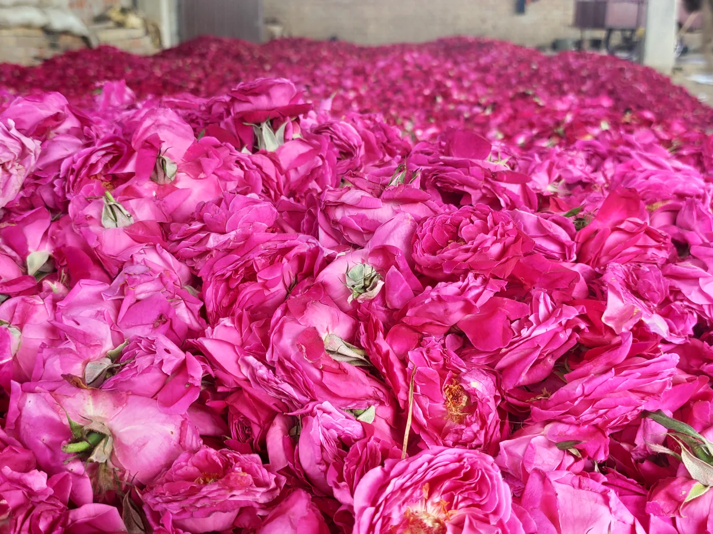 A carpet of pink rose petals spread across the distillery floor