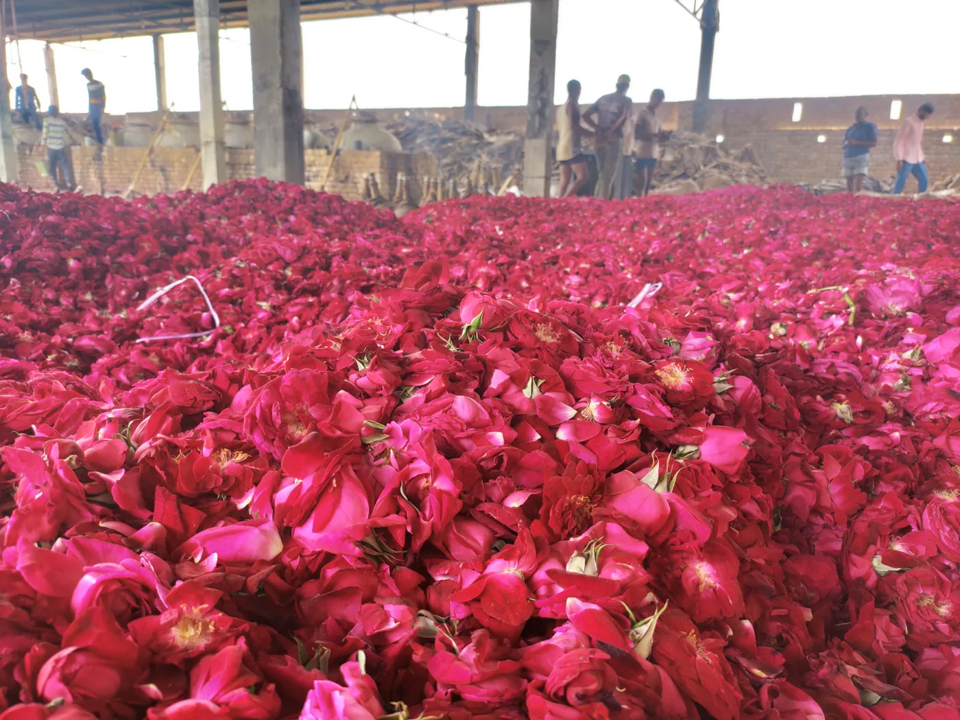 Workers moving between mounds of red rose petals inside the distillery