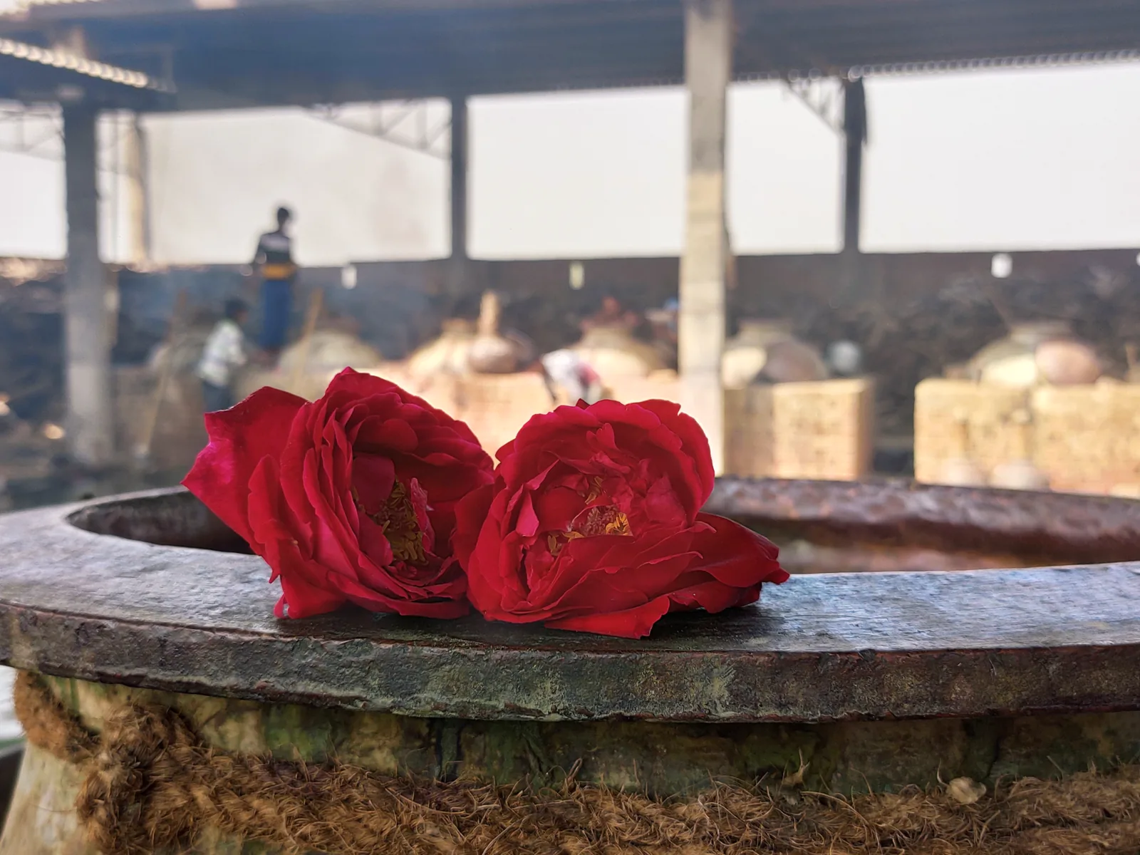 Two roses resting on the lid of a copper deg still